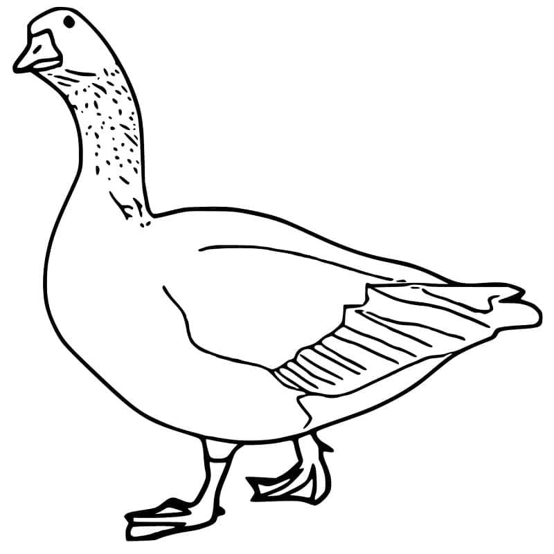 Dibujo gratuito Ganso #188129 de la coleccion Animales para imprimir