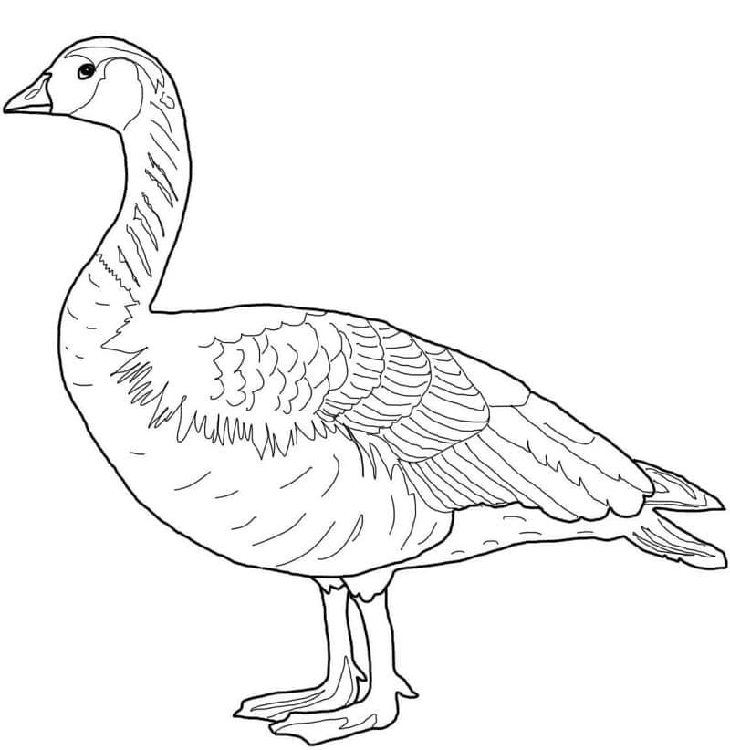 Dibujo gratuito Ganso #188145 de la coleccion Animales para imprimir