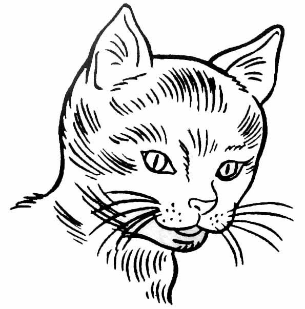 Dibujo gratuito Gatito #18050 de la coleccion Animales para imprimir