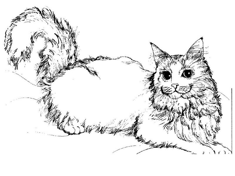 Dibujo para colorear: Gato (Animales) #1773 - Dibujos para Colorear e Imprimir Gratis