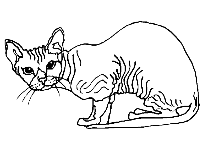 Dibujo para colorear: Gato (Animales) #1841 - Dibujos para Colorear e Imprimir Gratis