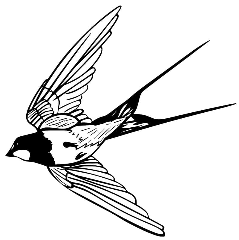 Dibujo gratuito Golondrina #210269 de la coleccion Animales para imprimir