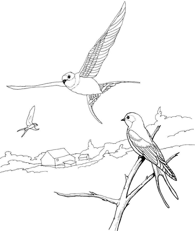 Dibujo gratuito Golondrina #210271 de la coleccion Animales para imprimir