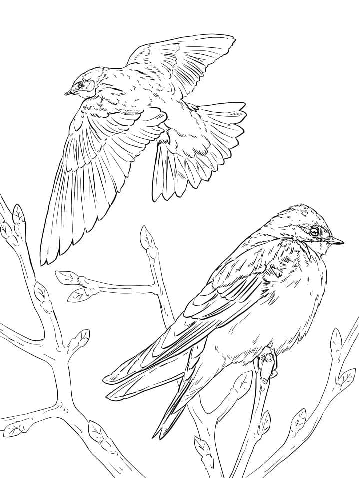 Dibujo gratuito Golondrina #210272 de la coleccion Animales para imprimir