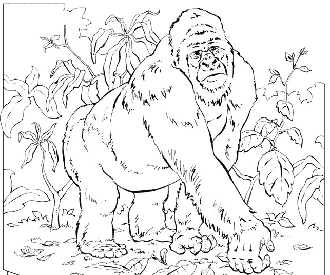 Dibujo para colorear: Gorila (Animales) #7455 - Dibujos para Colorear e Imprimir Gratis