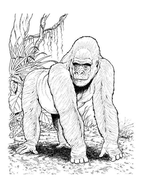 Dibujo para colorear: Gorila (Animales) #7467 - Dibujos para Colorear e Imprimir Gratis