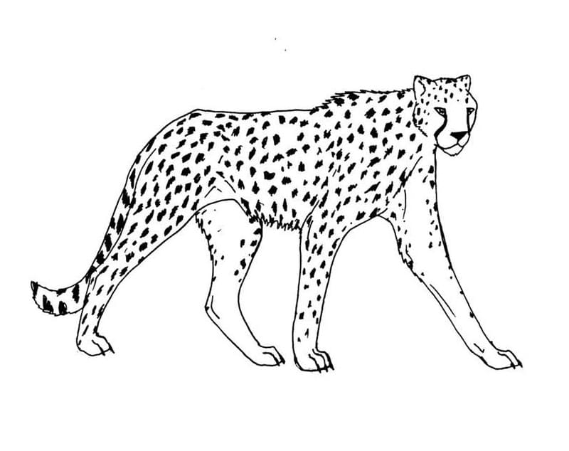 Dibujo gratuito Guepardo #188882 de la coleccion Animales para imprimir