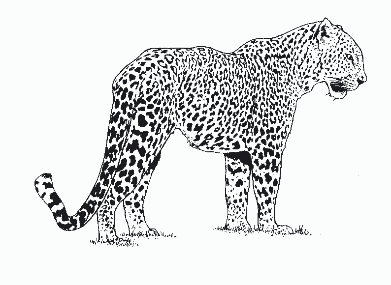 Dibujo para colorear: Guepardo (Animales) #7868 - Dibujos para Colorear e Imprimir Gratis
