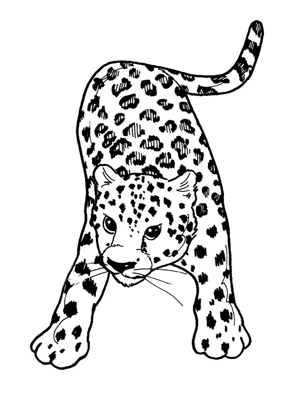 Dibujo para colorear: Guepardo (Animales) #7870 - Dibujos para Colorear e Imprimir Gratis