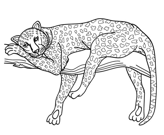 Dibujo para colorear: Guepardo (Animales) #7873 - Dibujos para Colorear e Imprimir Gratis