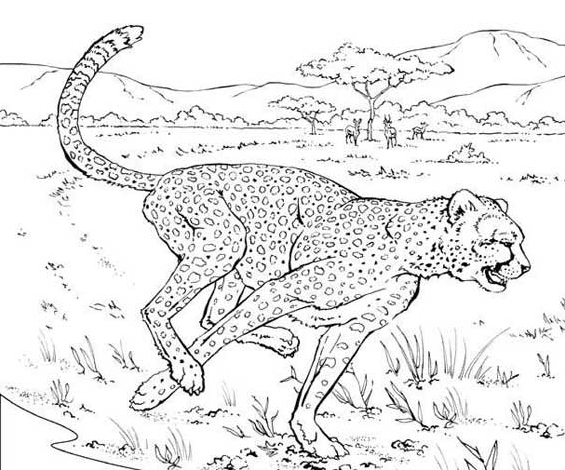 Dibujo para colorear: Guepardo (Animales) #7880 - Dibujos para Colorear e Imprimir Gratis