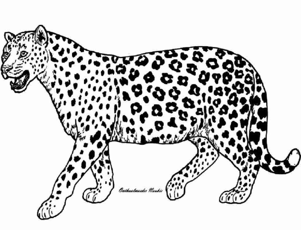 Dibujo para colorear: Guepardo (Animales) #7900 - Dibujos para Colorear e Imprimir Gratis