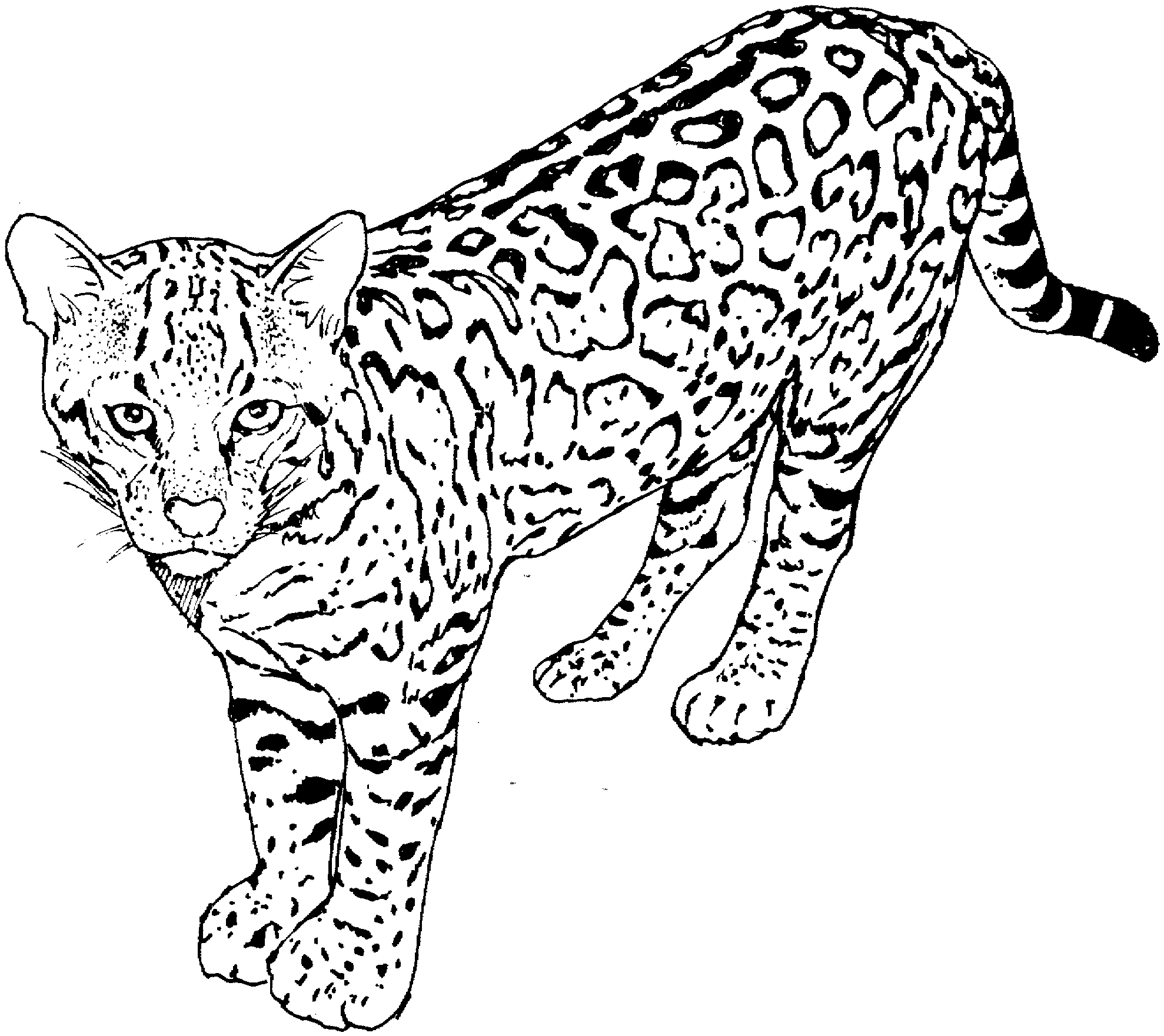 Dibujo para colorear: Guepardo (Animales) #7932 - Dibujos para Colorear e Imprimir Gratis