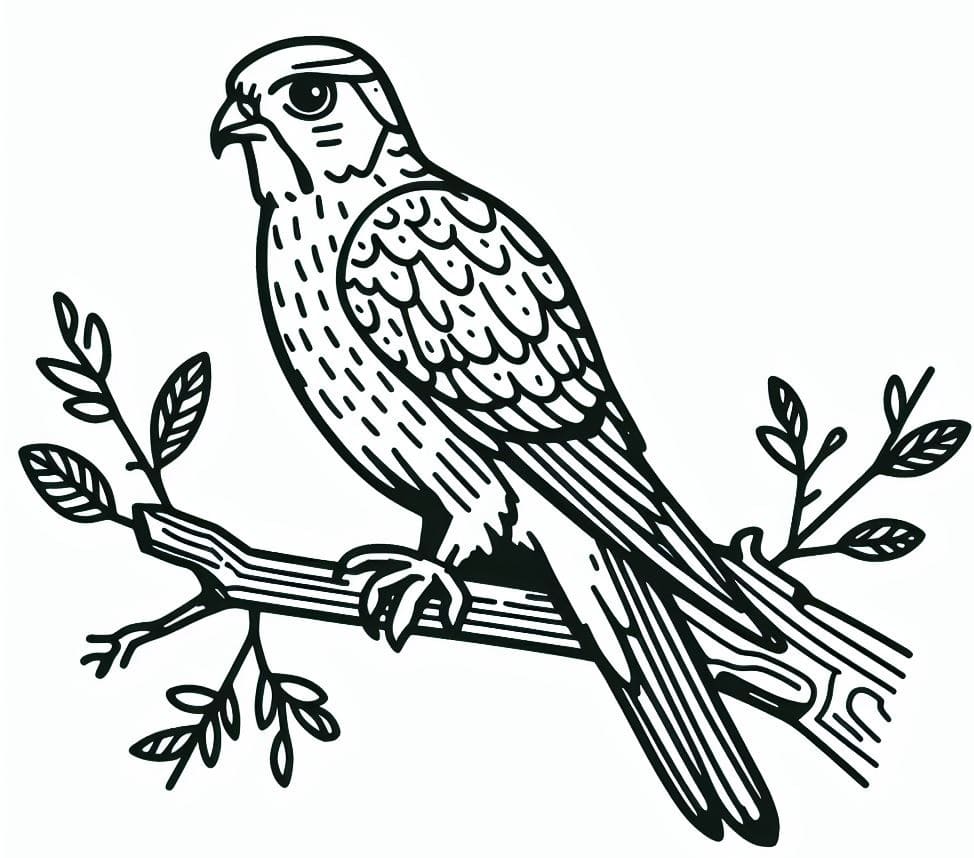 Dibujo para colorear: Halcón (Animales) #205257 - Dibujos para Colorear e Imprimir Gratis