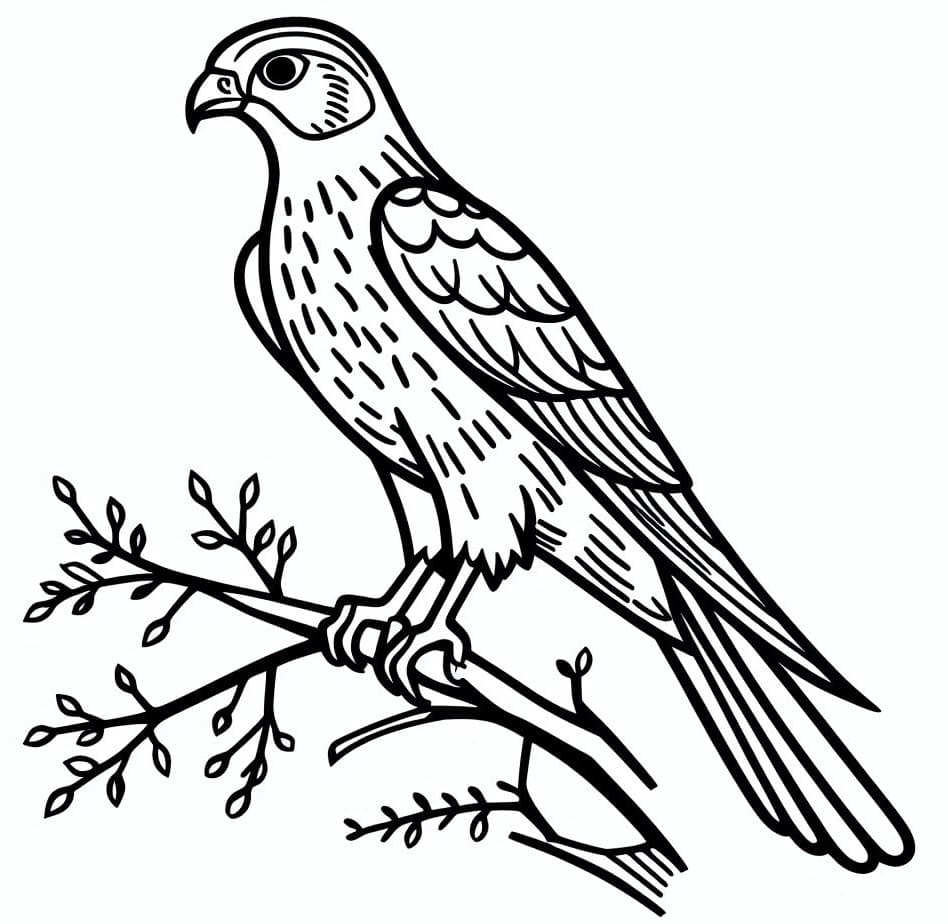 Dibujo gratuito Halcón #205260 de la coleccion Animales para imprimir