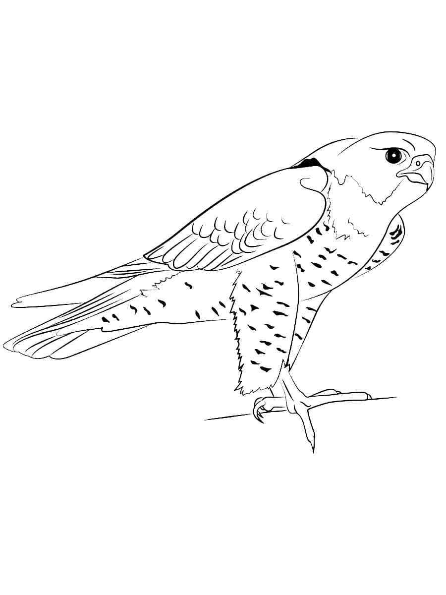 Dibujo gratuito Halcón #205264 de la coleccion Animales para imprimir
