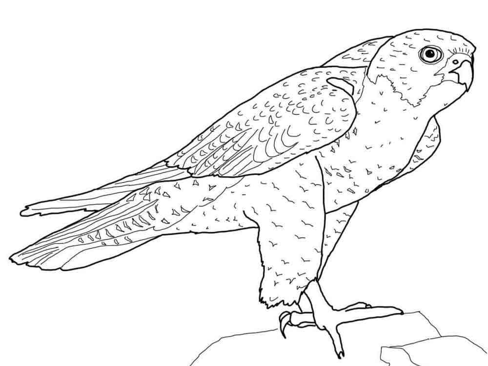 Dibujo para colorear: Halcón (Animales) #205267 - Dibujos para Colorear e Imprimir Gratis