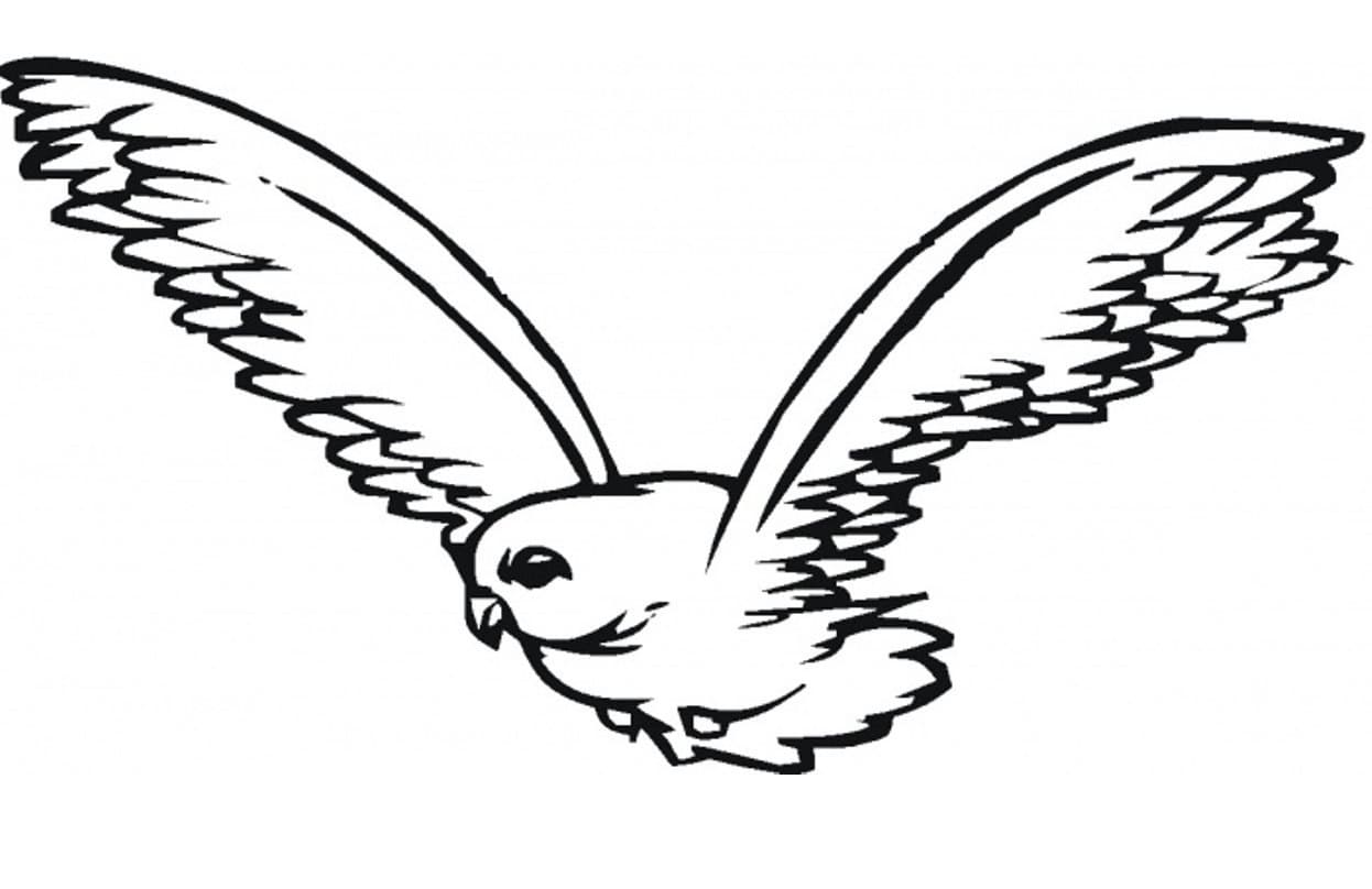 Dibujo para colorear: Halcón (Animales) #205273 - Dibujos para Colorear e Imprimir Gratis