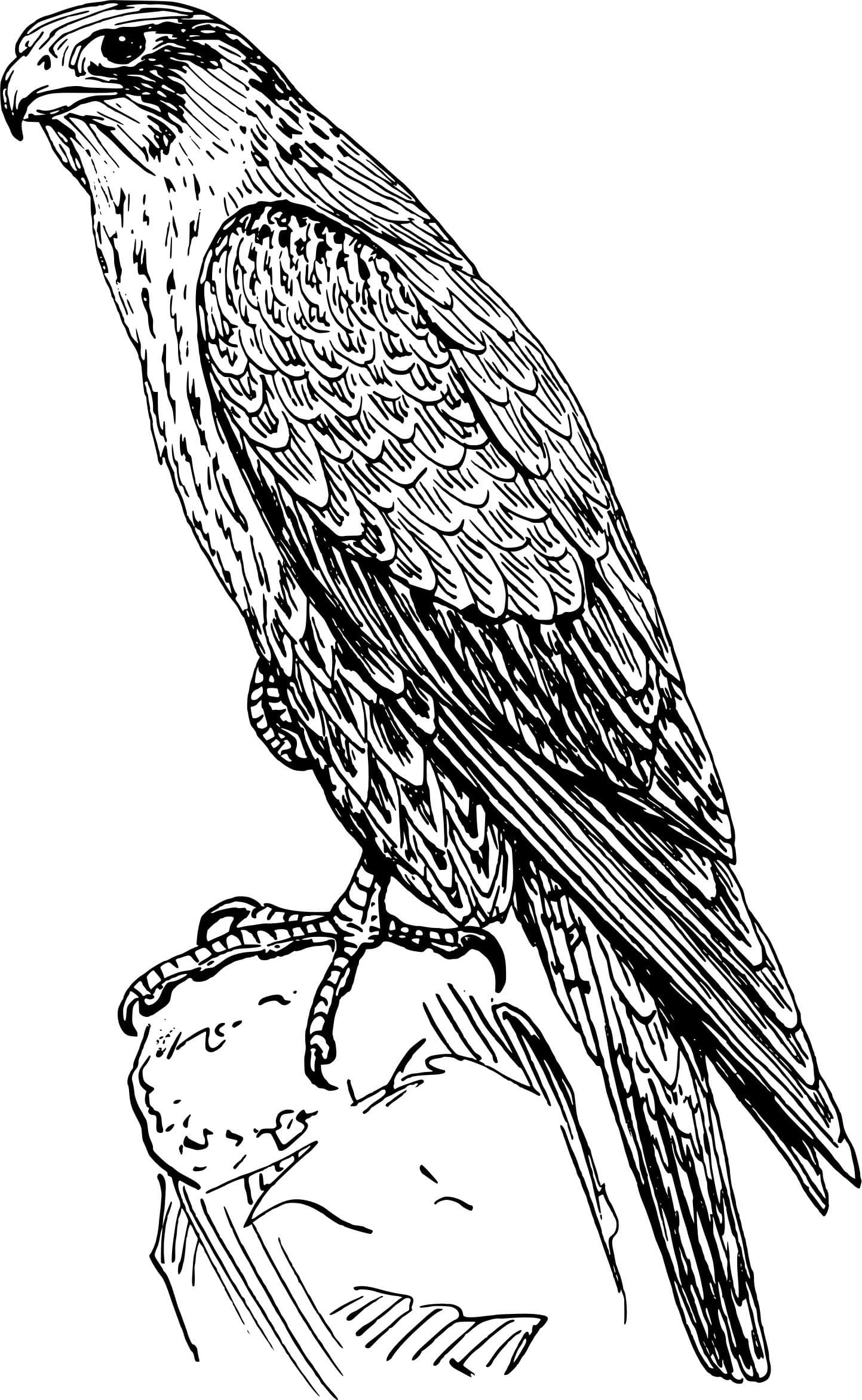 Dibujo gratuito Halcón #205277 de la coleccion Animales para imprimir
