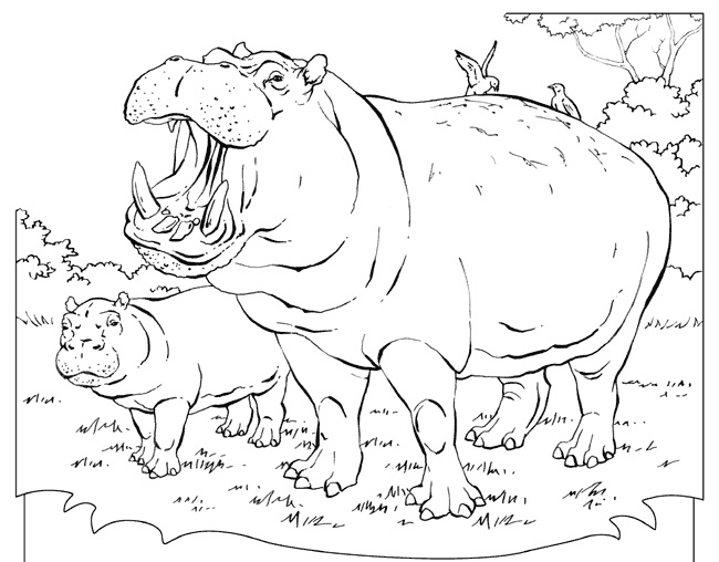 Dibujo para colorear: Hipopótamo (Animales) #8690 - Dibujos para Colorear e Imprimir Gratis
