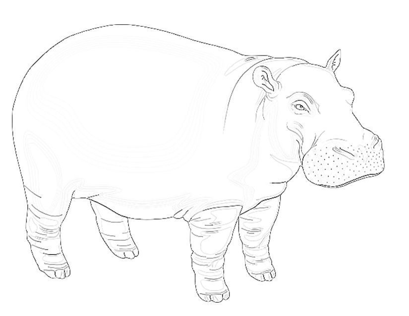 Dibujo para colorear: Hipopótamo (Animales) #8702 - Dibujos para Colorear e Imprimir Gratis
