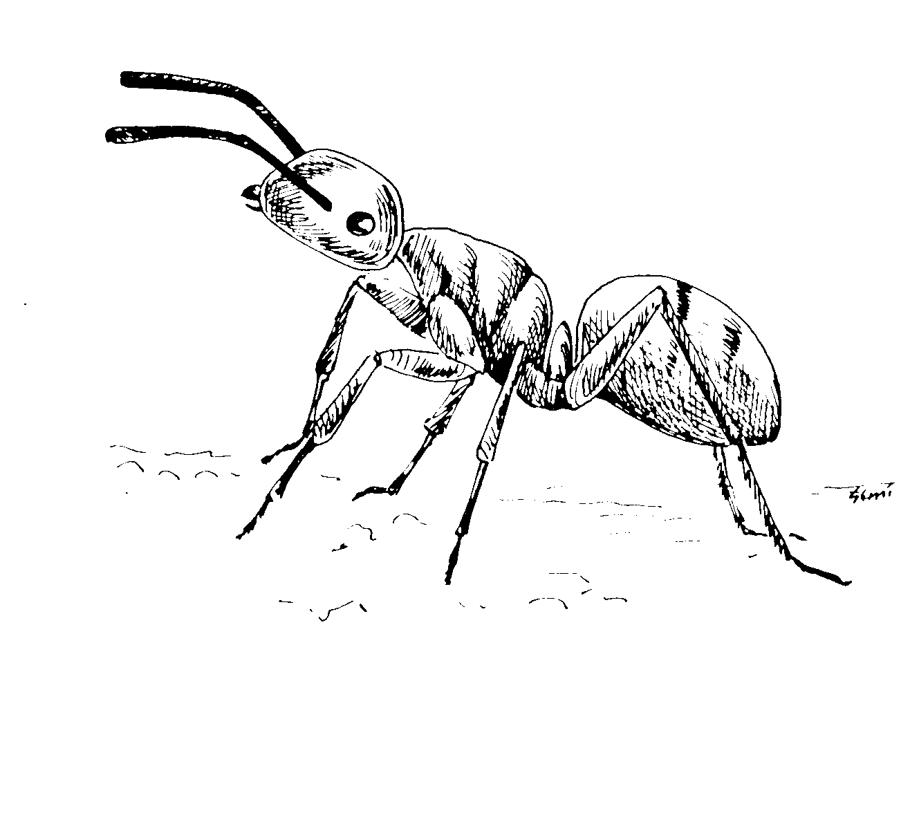 Dibujo para colorear: Hormiga (Animales) #6963 - Dibujos para Colorear e Imprimir Gratis