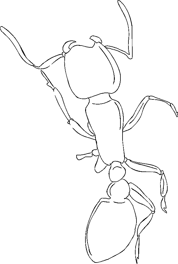 Dibujo para colorear: Hormiga (Animales) #6984 - Dibujos para Colorear e Imprimir Gratis