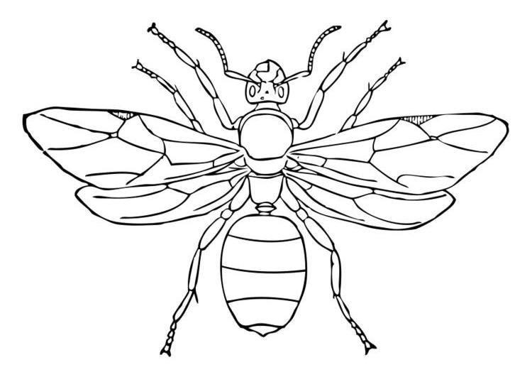 Dibujo para colorear: Hormiga (Animales) #7024 - Dibujos para Colorear e Imprimir Gratis