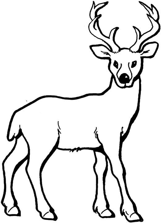 Dibujo para colorear: Hueva (Animales) #2570 - Dibujos para Colorear e Imprimir Gratis