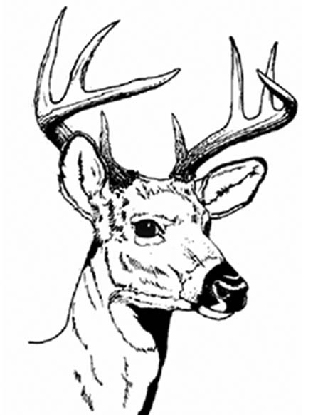 Dibujo para colorear: Hueva (Animales) #2580 - Dibujos para Colorear e Imprimir Gratis