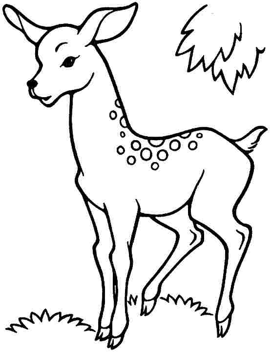 Dibujo para colorear: Hueva (Animales) #2627 - Dibujos para Colorear e Imprimir Gratis