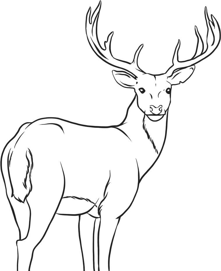 Dibujo para colorear: Hueva (Animales) #2631 - Dibujos para Colorear e Imprimir Gratis