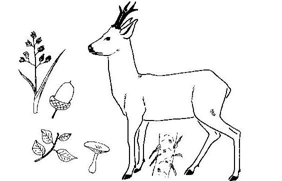 Dibujo para colorear: Hueva (Animales) #2706 - Dibujos para Colorear e Imprimir Gratis