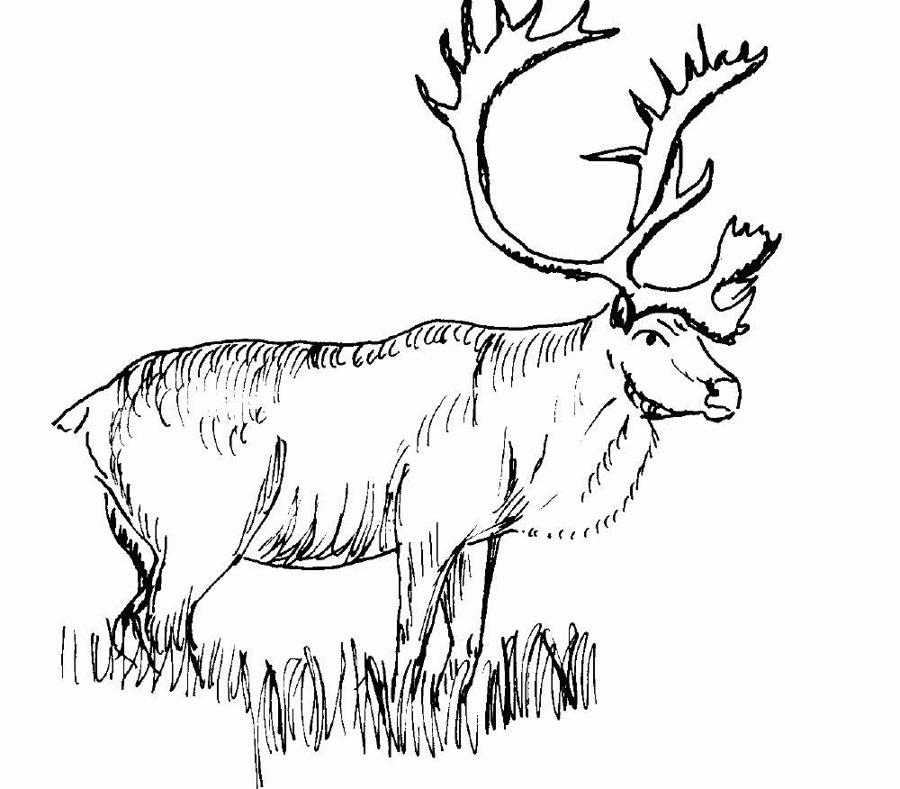 Dibujo para colorear: Hueva (Animales) #2756 - Dibujos para Colorear e Imprimir Gratis