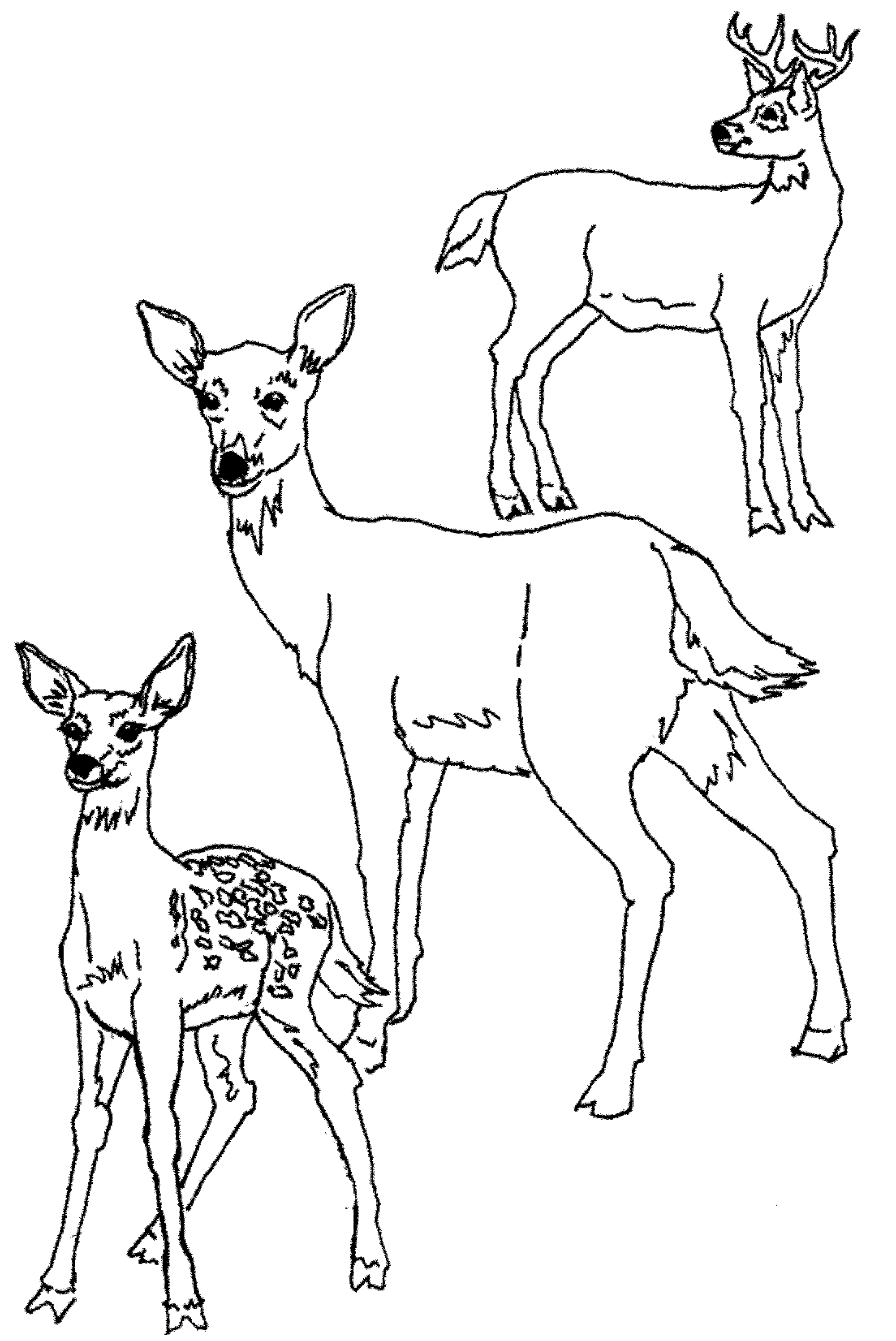 Dibujo para colorear: Hueva (Animales) #2760 - Dibujos para Colorear e Imprimir Gratis