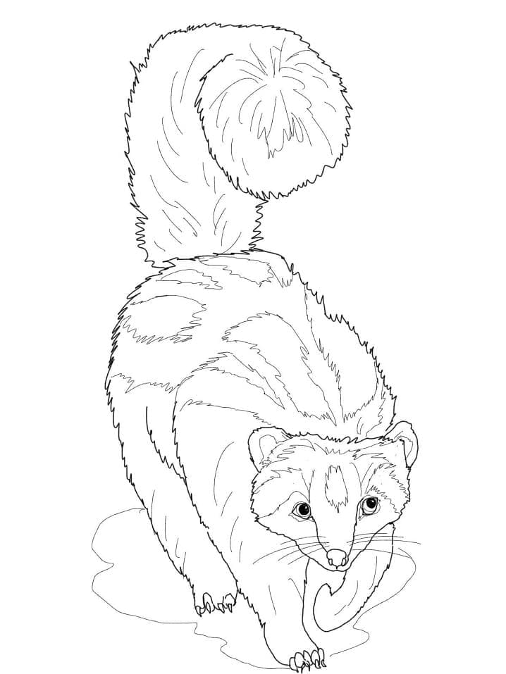 Dibujo gratuito Hurón #205412 de la coleccion Animales para imprimir