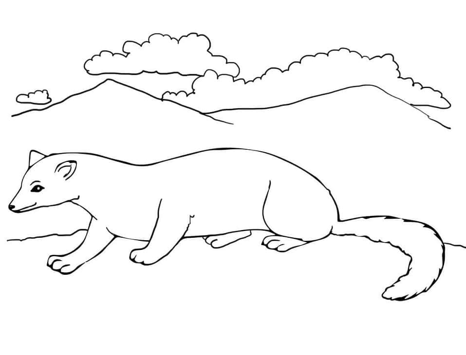 Dibujo gratuito Hurón #205415 de la coleccion Animales para imprimir Dibujo gratuito Hurón #205415 de la coleccion Animales para imprimir