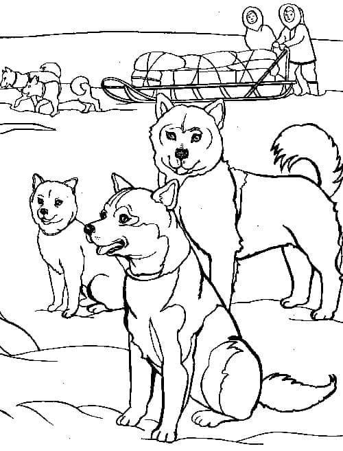 Dibujo gratuito Husky #189112 de la coleccion Animales para imprimir Dibujo gratuito Husky #189112 de la coleccion Animales para imprimir