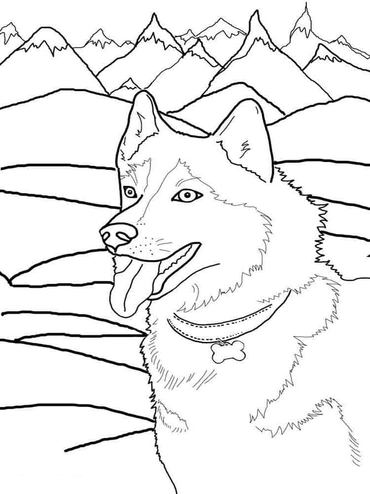 Dibujo gratuito Husky #189115 de la coleccion Animales para imprimir Dibujo gratuito Husky #189115 de la coleccion Animales para imprimir