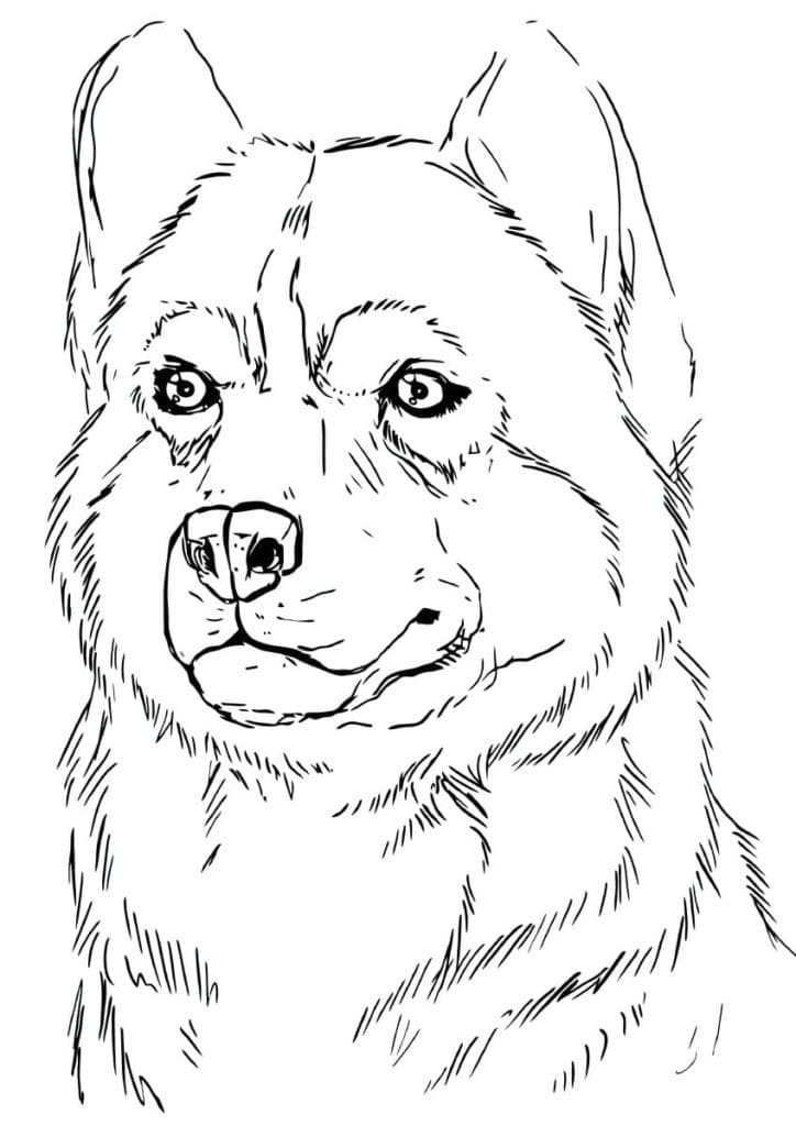 Dibujo gratuito Husky #189119 de la coleccion Animales para imprimir