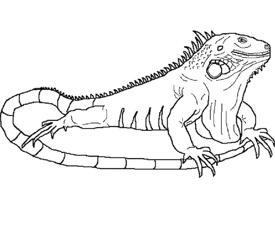 Dibujo gratuito Iguana #188789 de la coleccion Animales para imprimir