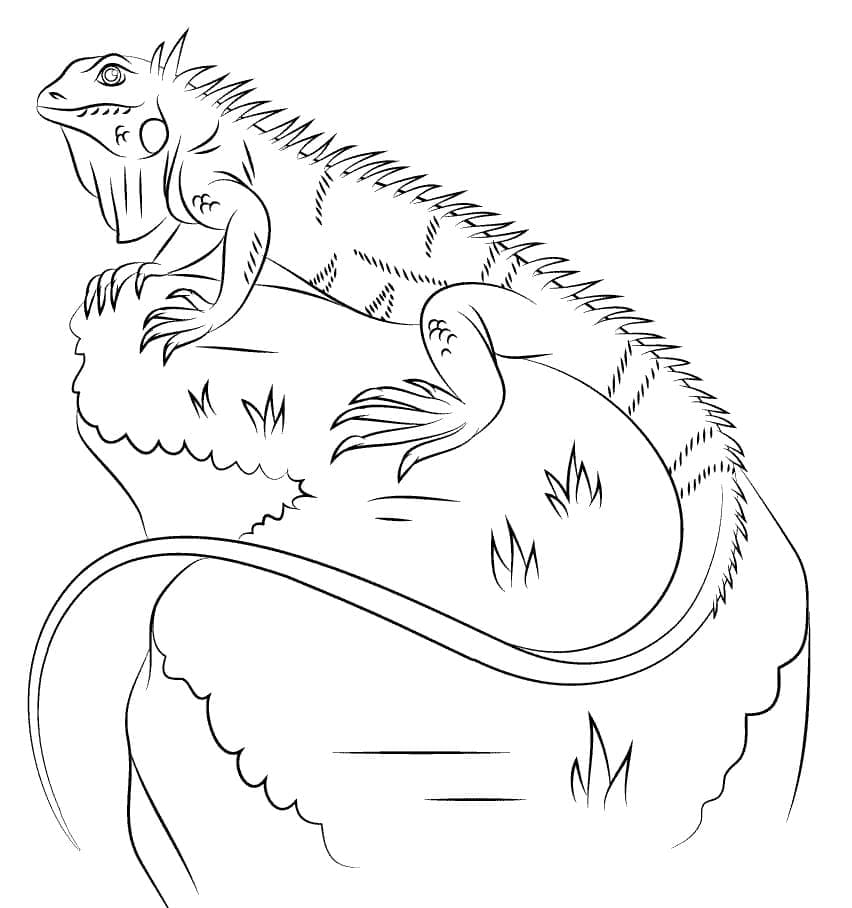 Dibujo gratuito Iguana #188799 de la coleccion Animales para imprimir