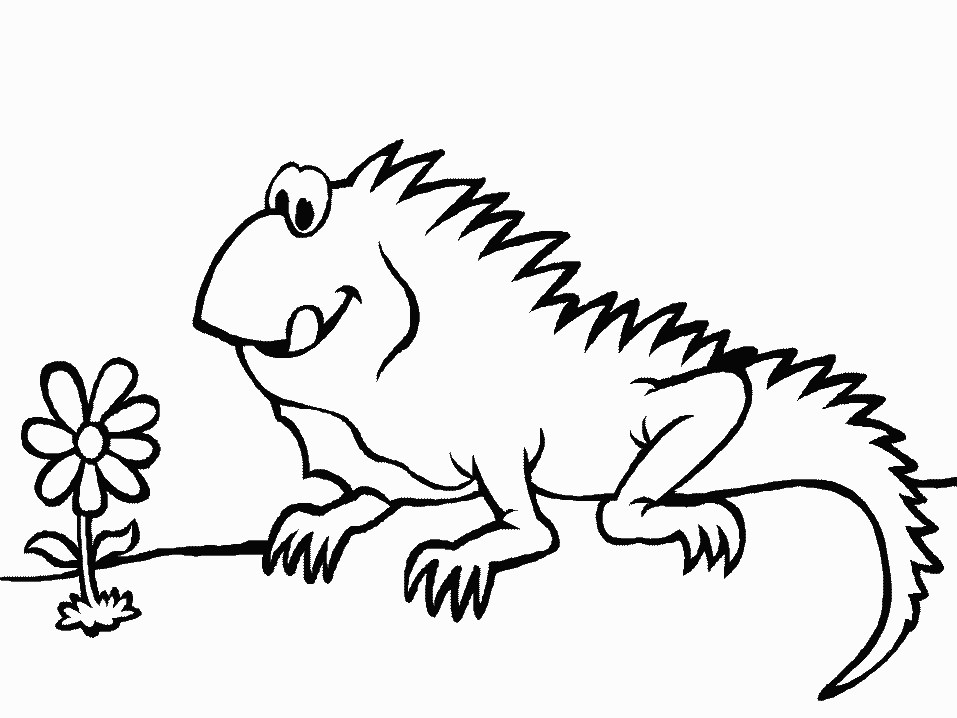Dibujos de Iguana (Animales) para colorear y pintar – Páginas para imprimir