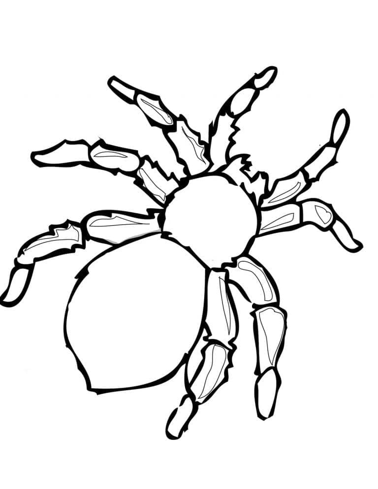 Dibujo gratuito Insecto #179750 de la coleccion Animales para imprimir