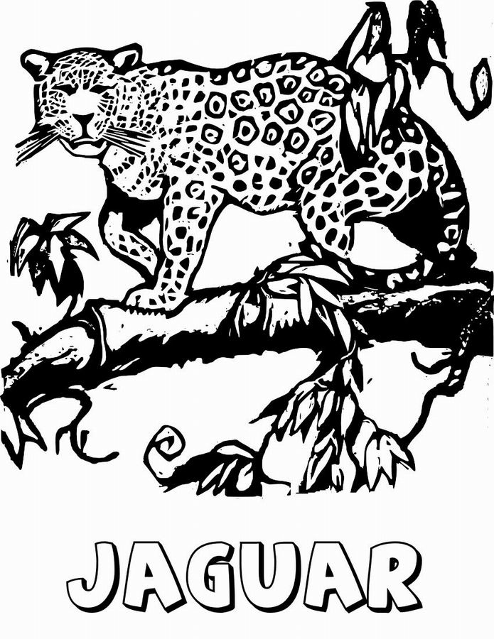 Dibujos De Jaguar 9008 Animales Para Colorear Y Pintar Páginas