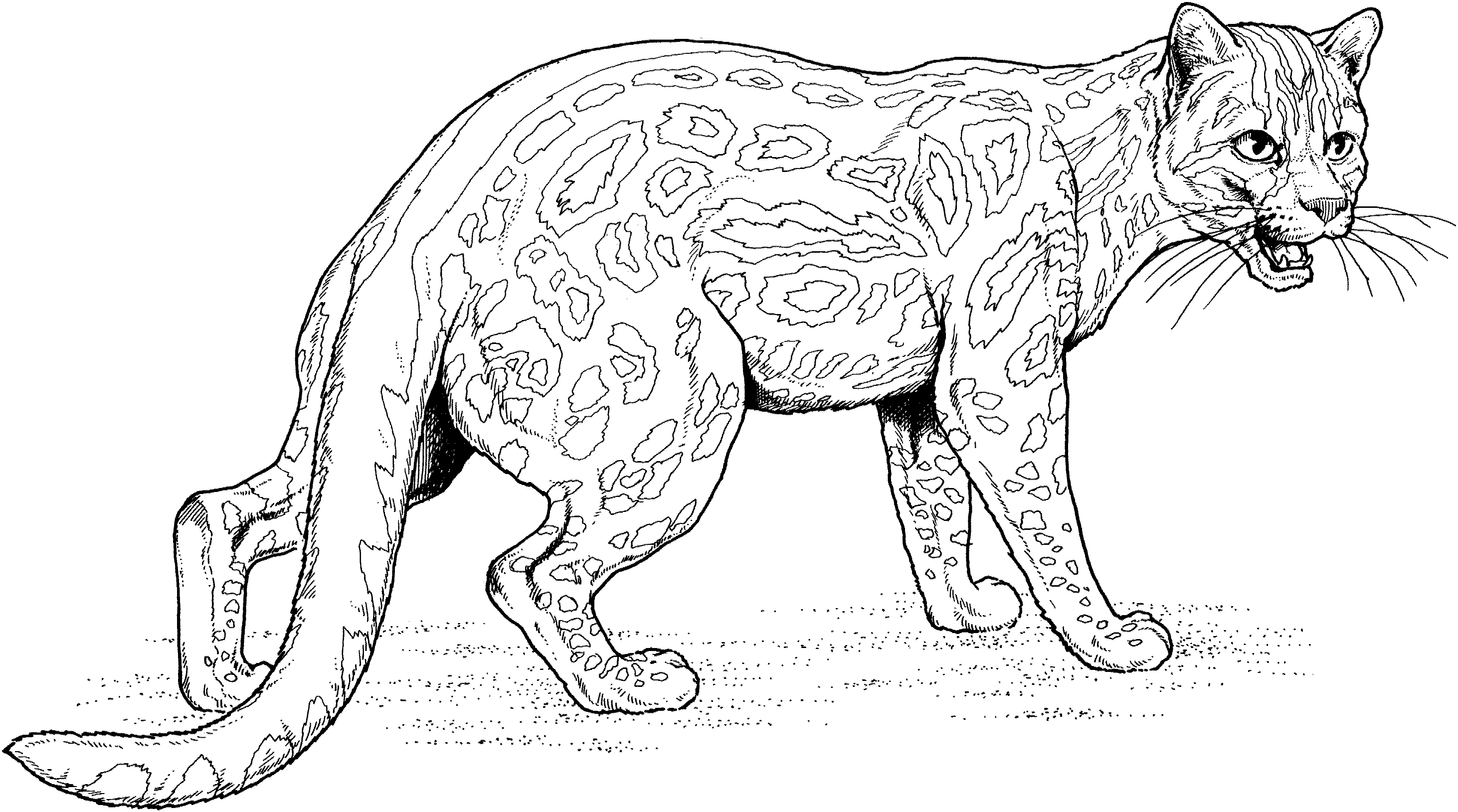 Dibujo para colorear: Jaguar (Animales) #9014 - Dibujos para Colorear e Imprimir Gratis
