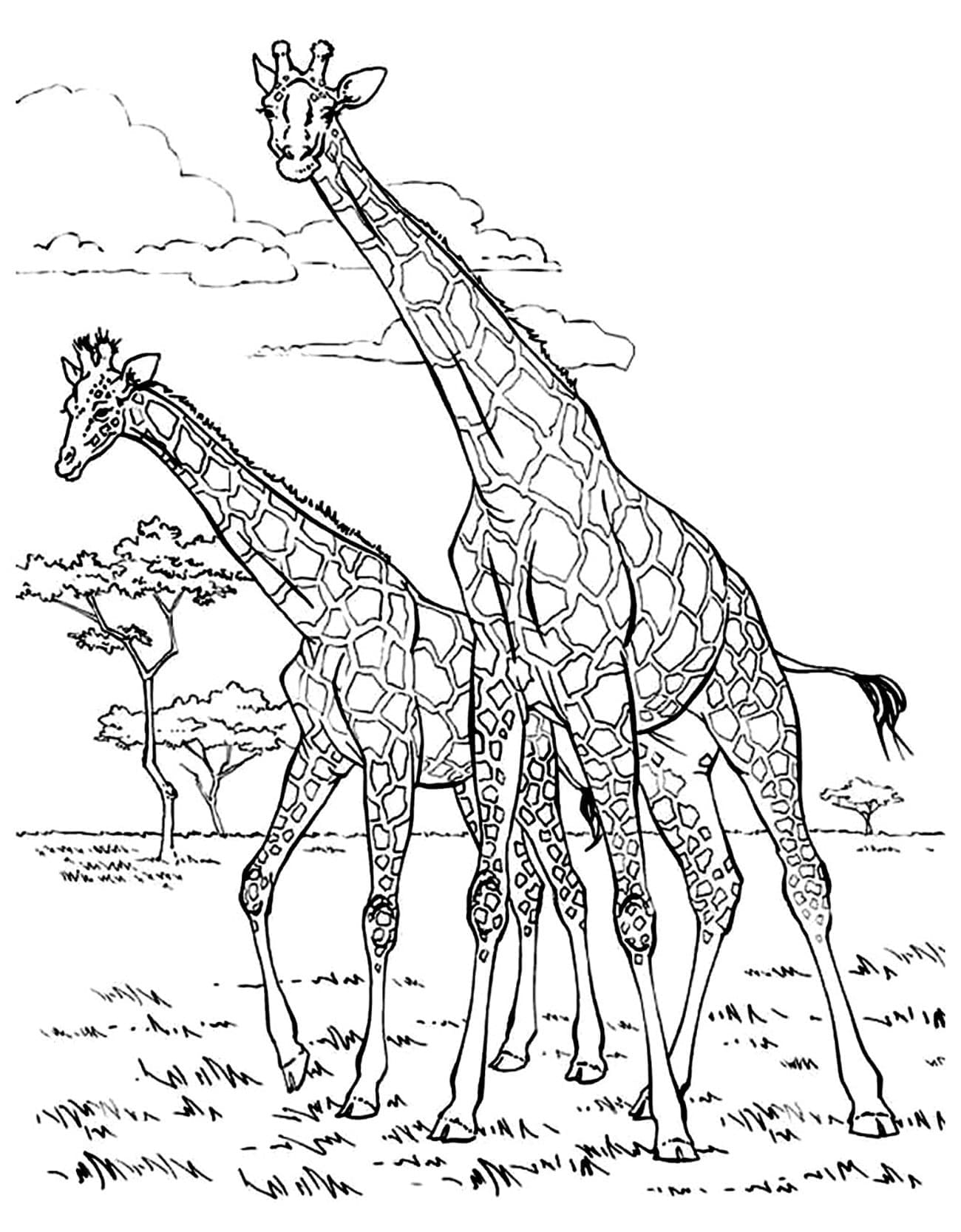 Dibujo gratuito Jirafa #177610 de la coleccion Animales para imprimir