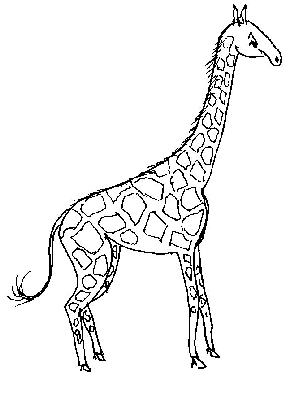 Dibujo para colorear: Jirafa (Animales) #7235 - Dibujos para Colorear e Imprimir Gratis