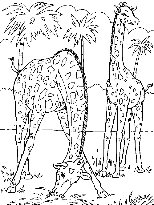 Dibujo para colorear: Jirafa (Animales) #7277 - Dibujos para Colorear e Imprimir Gratis