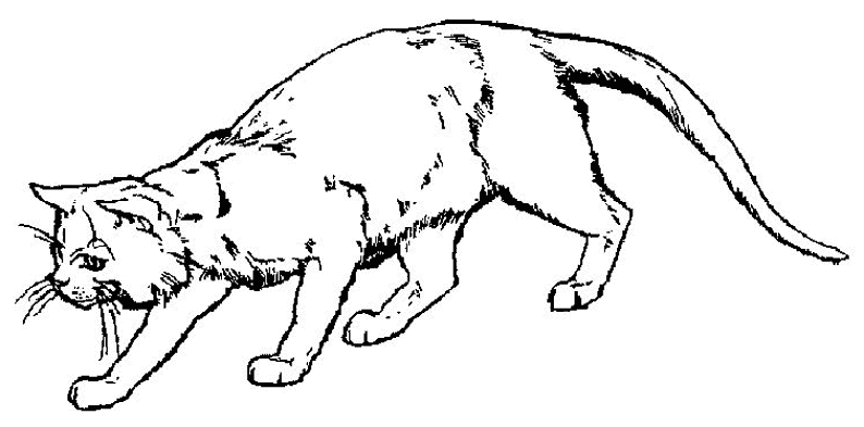 Dibujo para colorear: Kitten (Animales) #18059 - Dibujos para Colorear e Imprimir Gratis
